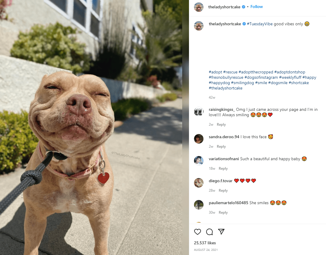 Shortcake the bulldog pet influencer