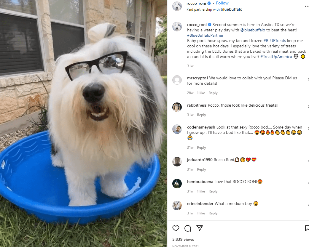 Pet influencers: conheça o mercado que conquistou a internet