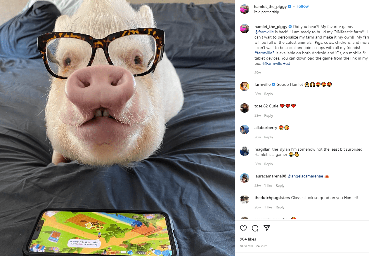 Hamlet The Pig influencer