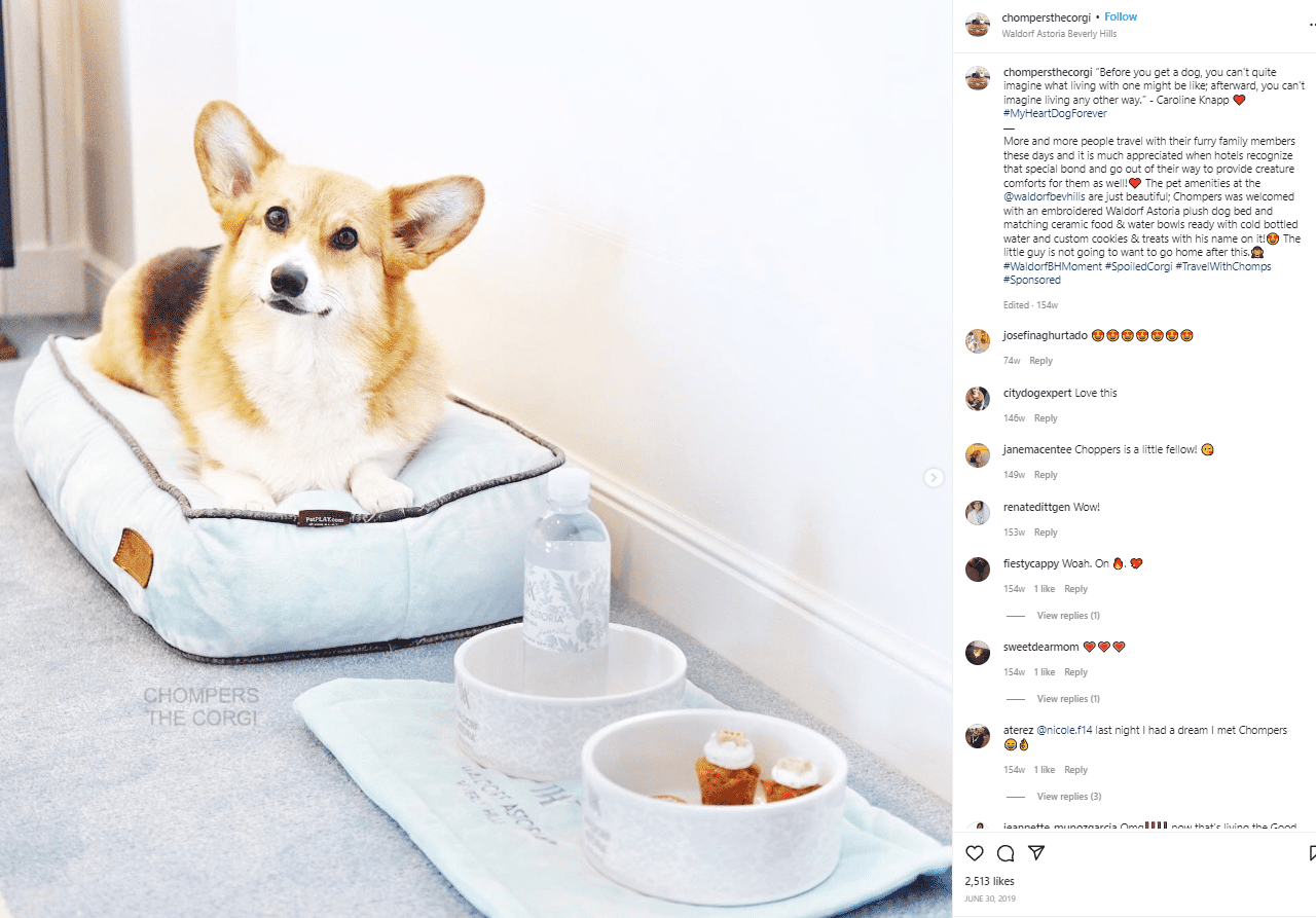 Pet influencers: conheça o mercado que conquistou a internet