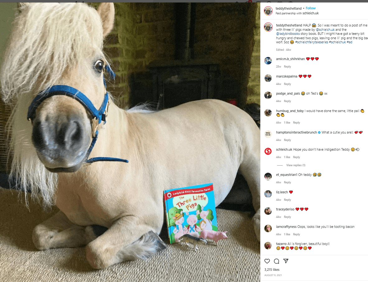 International heartbreaker Teddy The Shetland