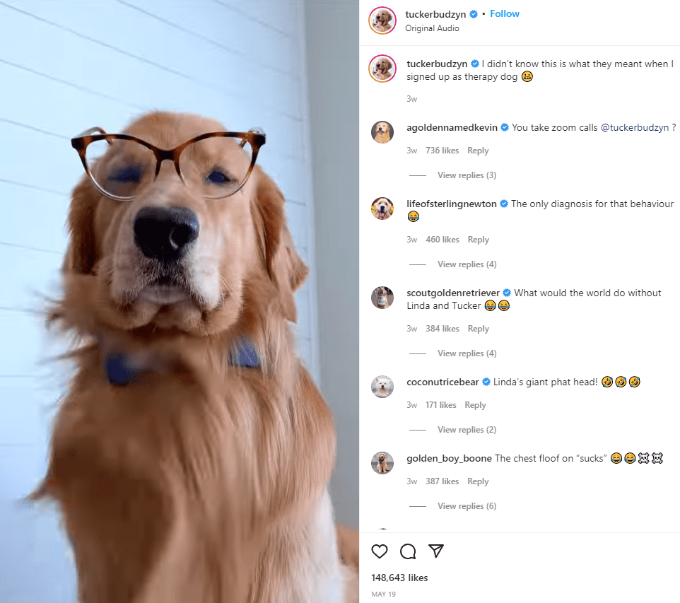 Meet Tucker Budzyn, cute dog earning millions as influencer