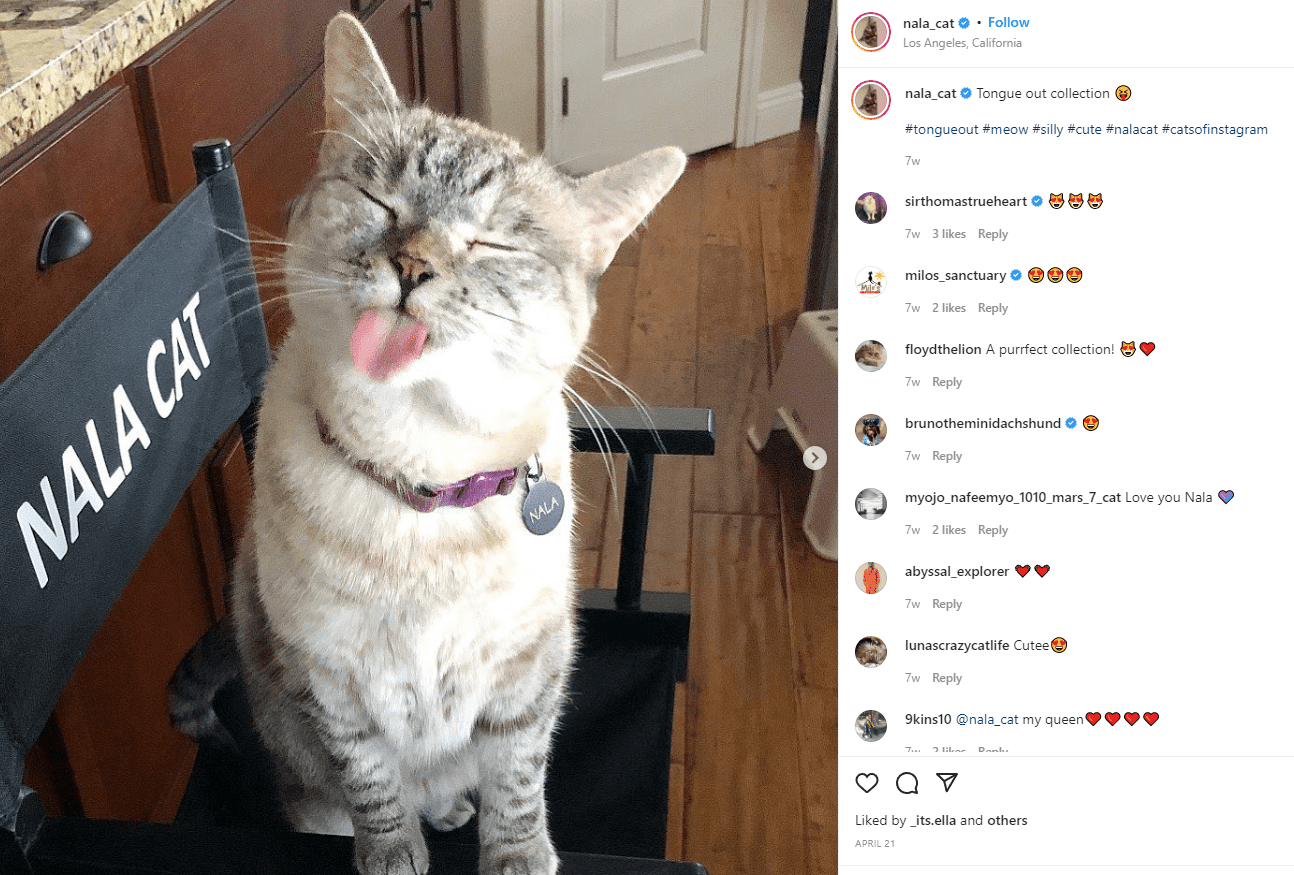 Certified pet influencer Nala Cat