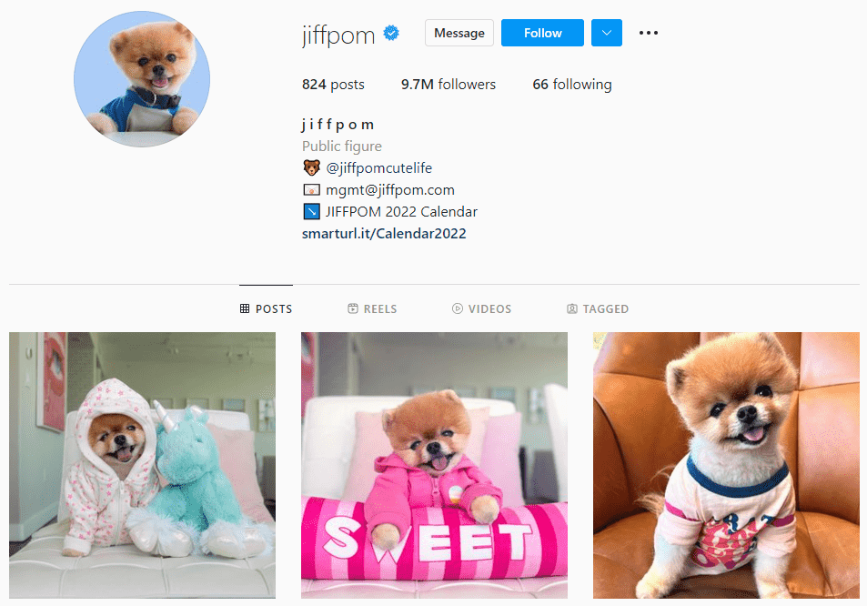 It's Hard Out There for a Pet Influencer