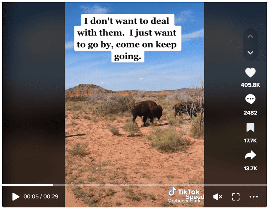 Yellowstone Bison TikTok